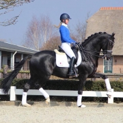 dekhengst met ruiter